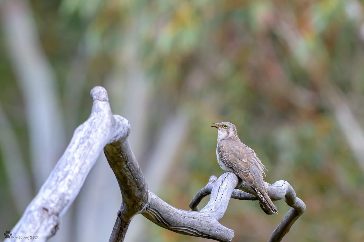 Pallid Cuckoo - ML644451125