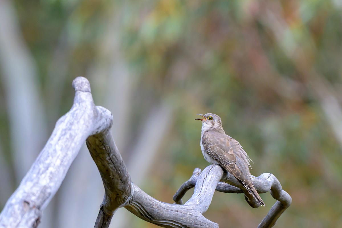 Pallid Cuckoo - ML644451126