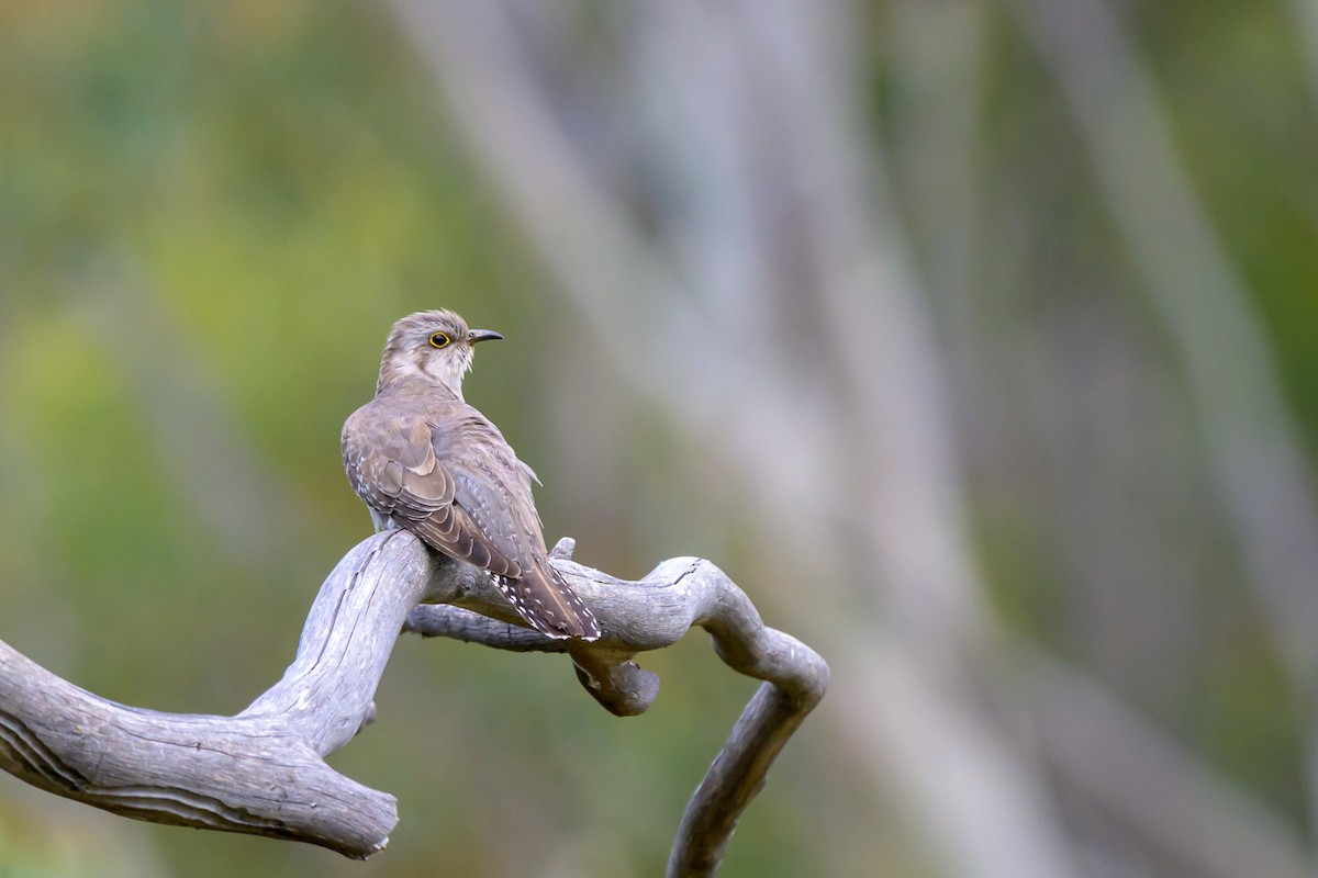 Pallid Cuckoo - ML644451127