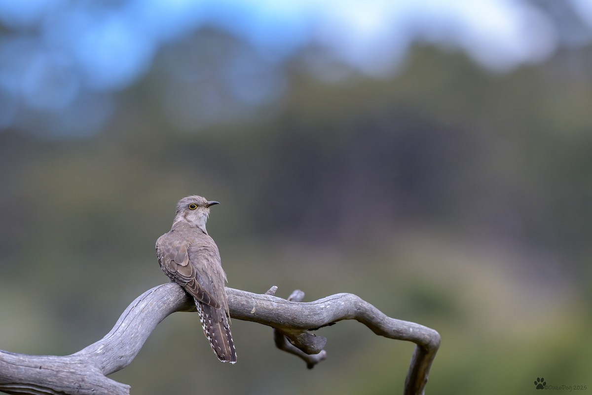 Pallid Cuckoo - ML644451128