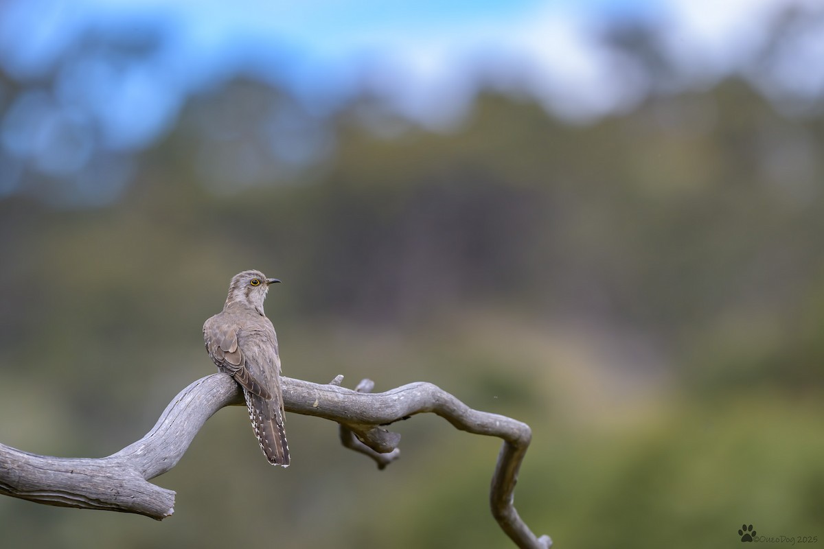 Pallid Cuckoo - ML644451129