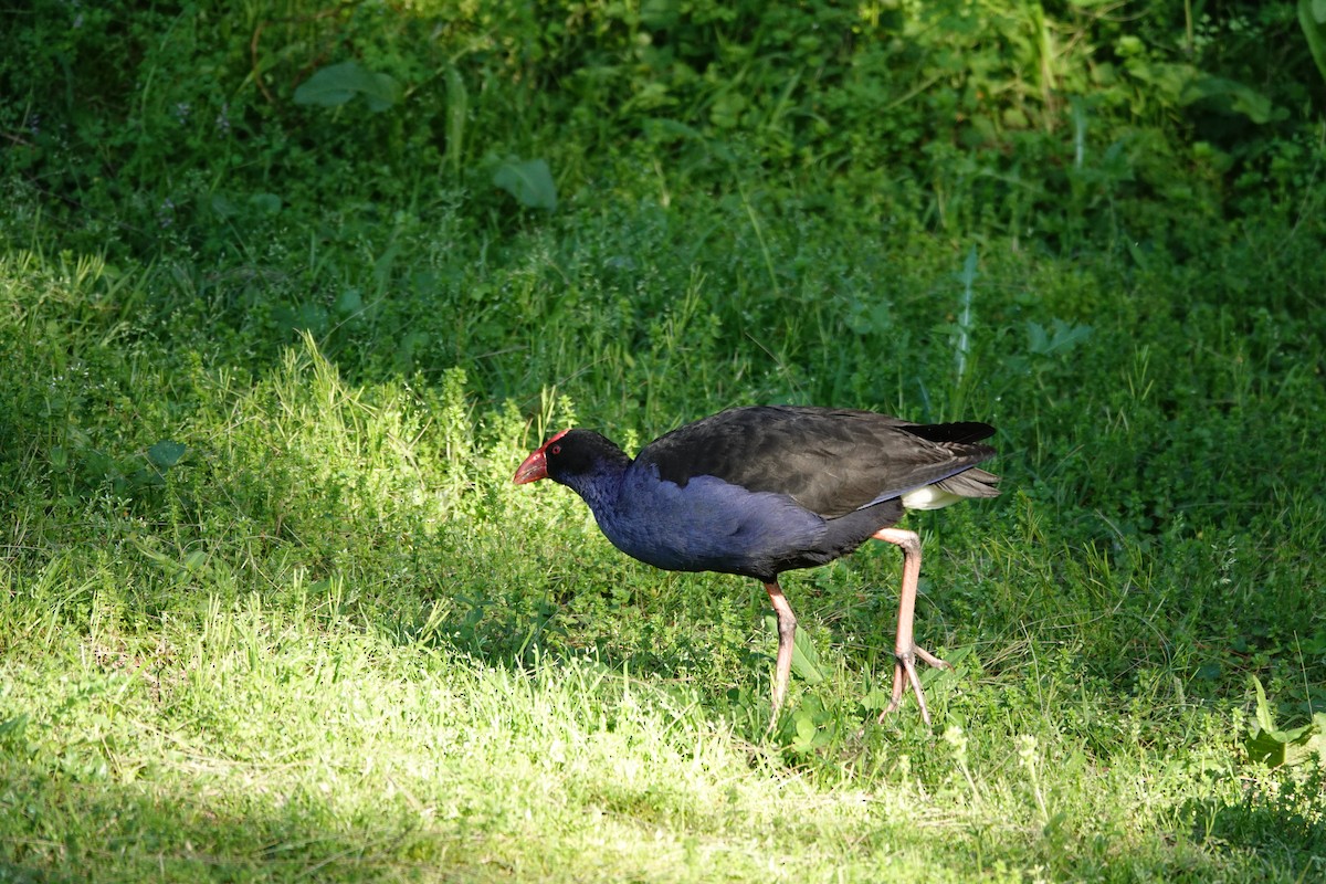 Australasian Swamphen - ML644451130