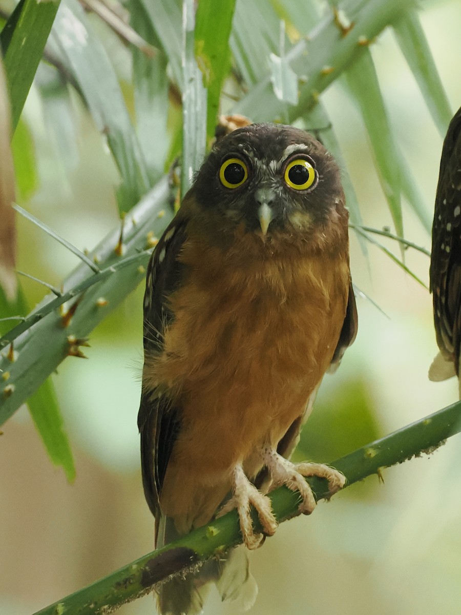 Ochre-bellied Boobook - ML644451138