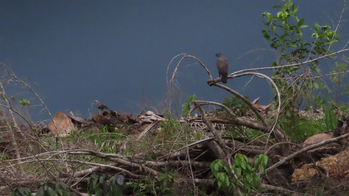 Changeable Hawk-Eagle - ML644451140