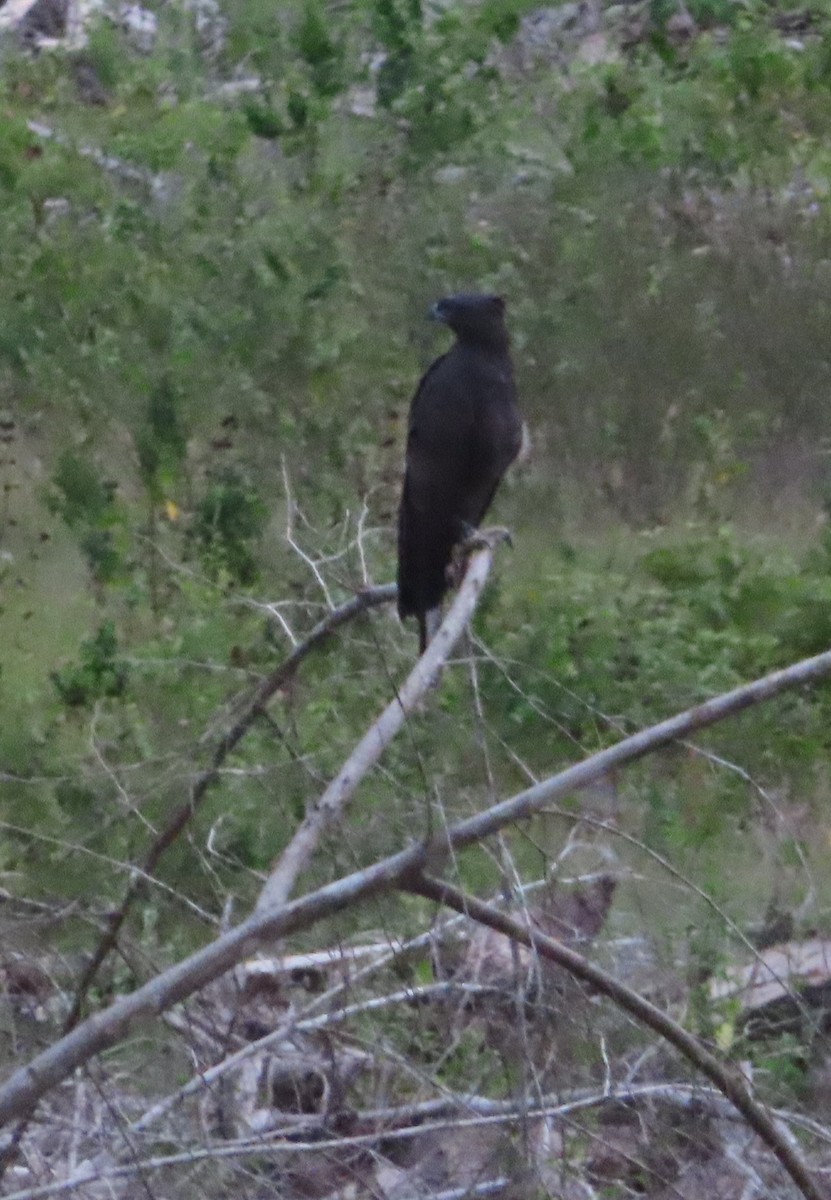 Changeable Hawk-Eagle - ML644451141