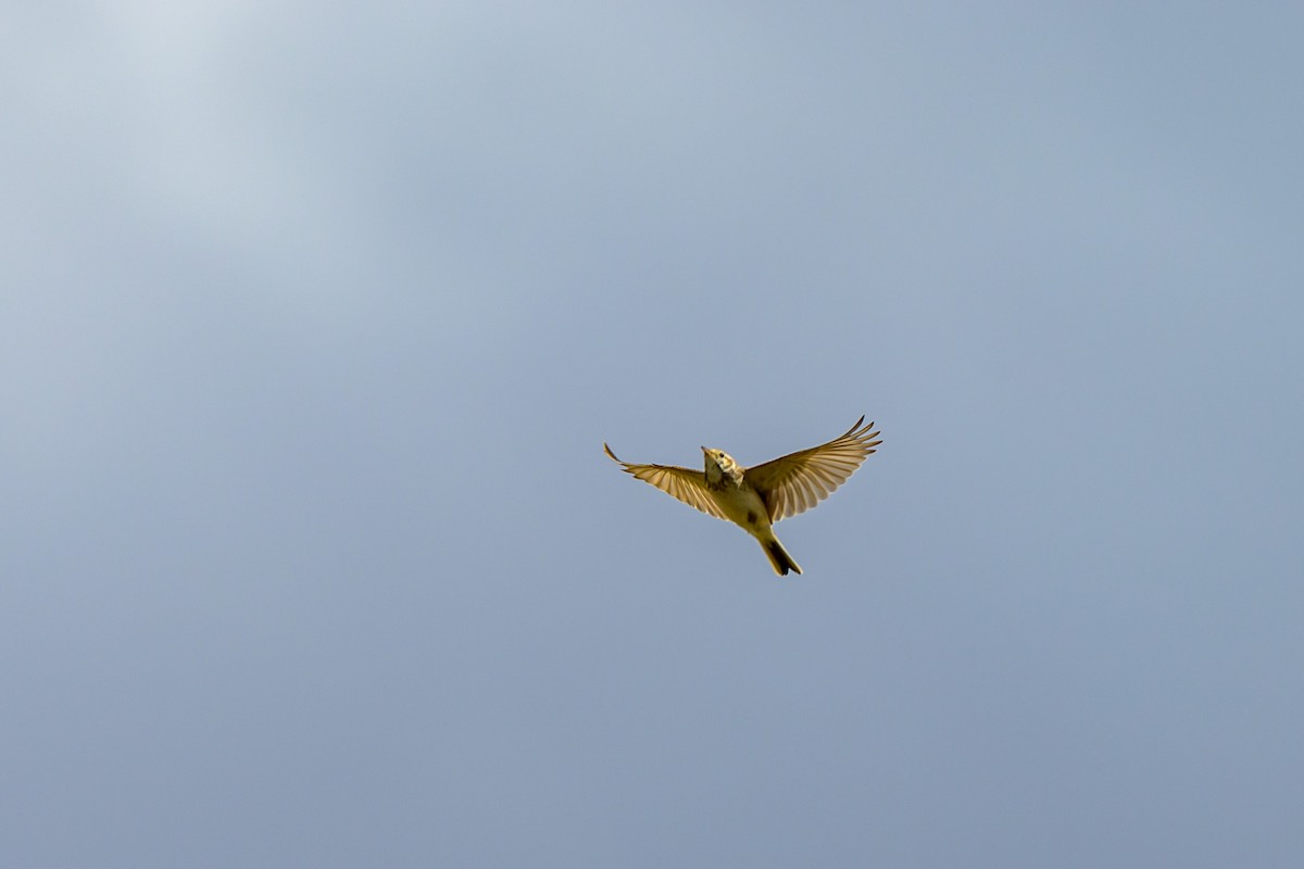 Australian Pipit - ML644451142