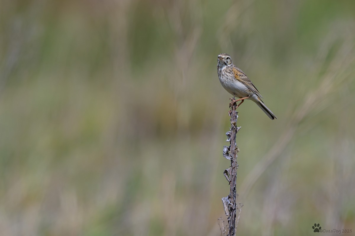 Australian Pipit - ML644451143