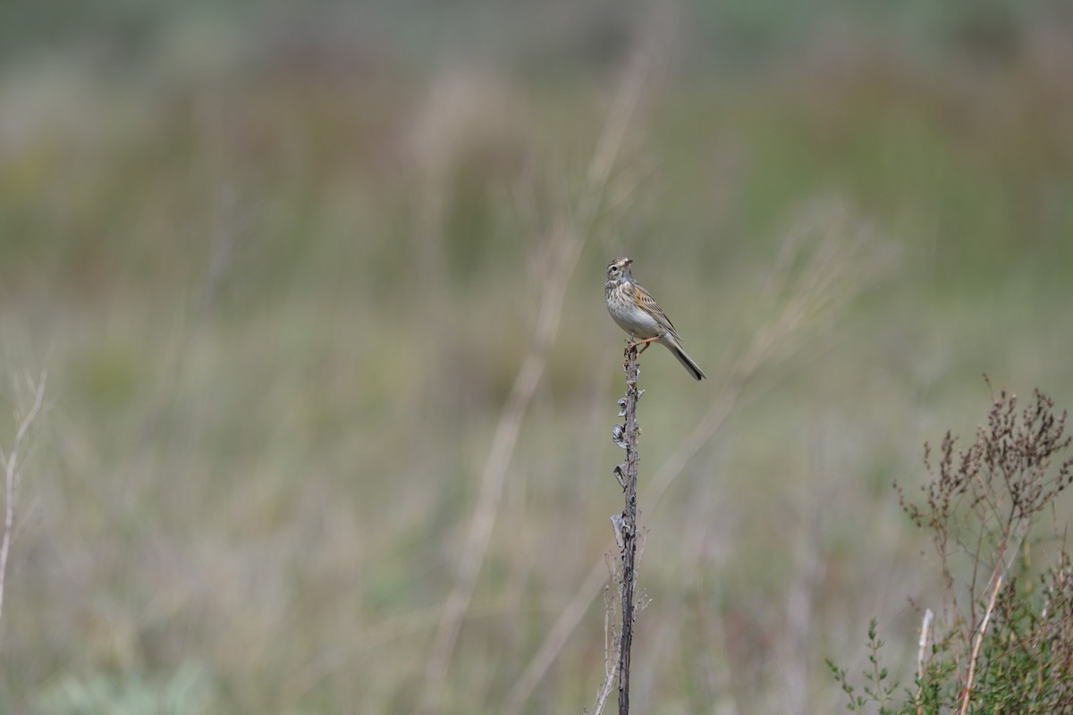 Australian Pipit - ML644451144