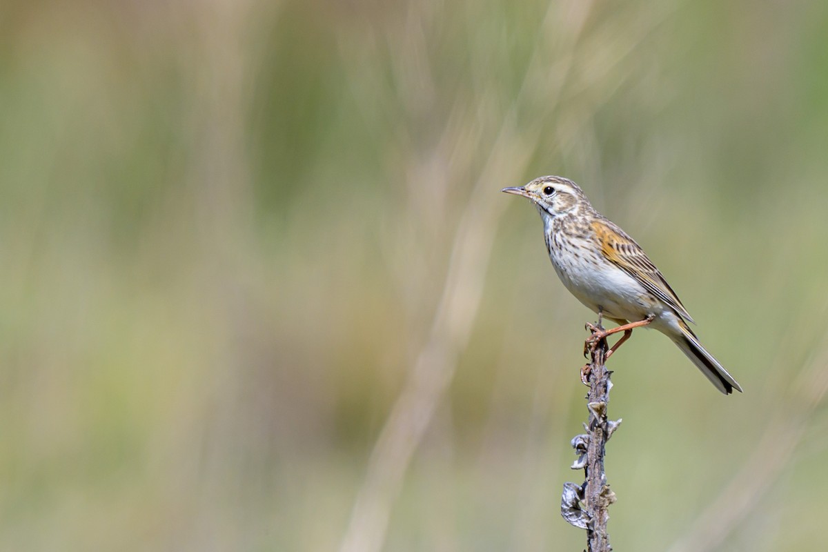 Australian Pipit - ML644451145
