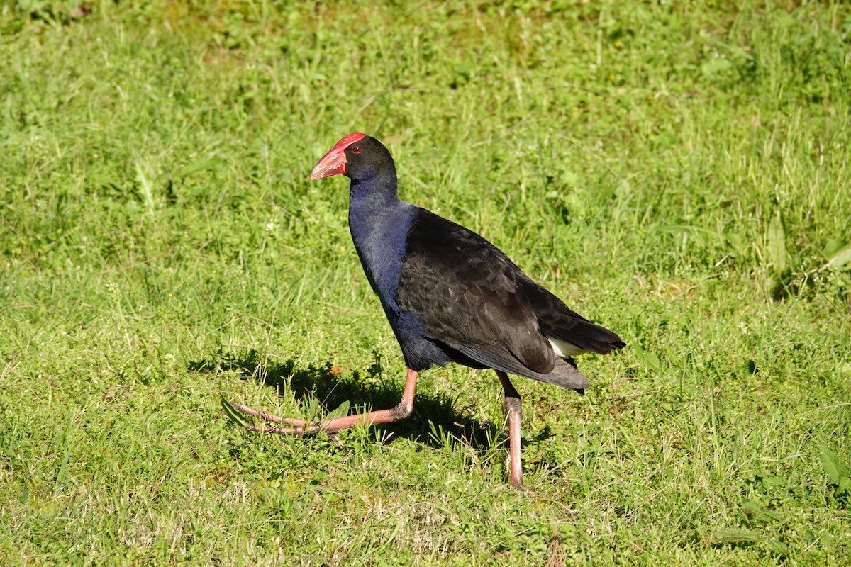 Australasian Swamphen - ML644451146