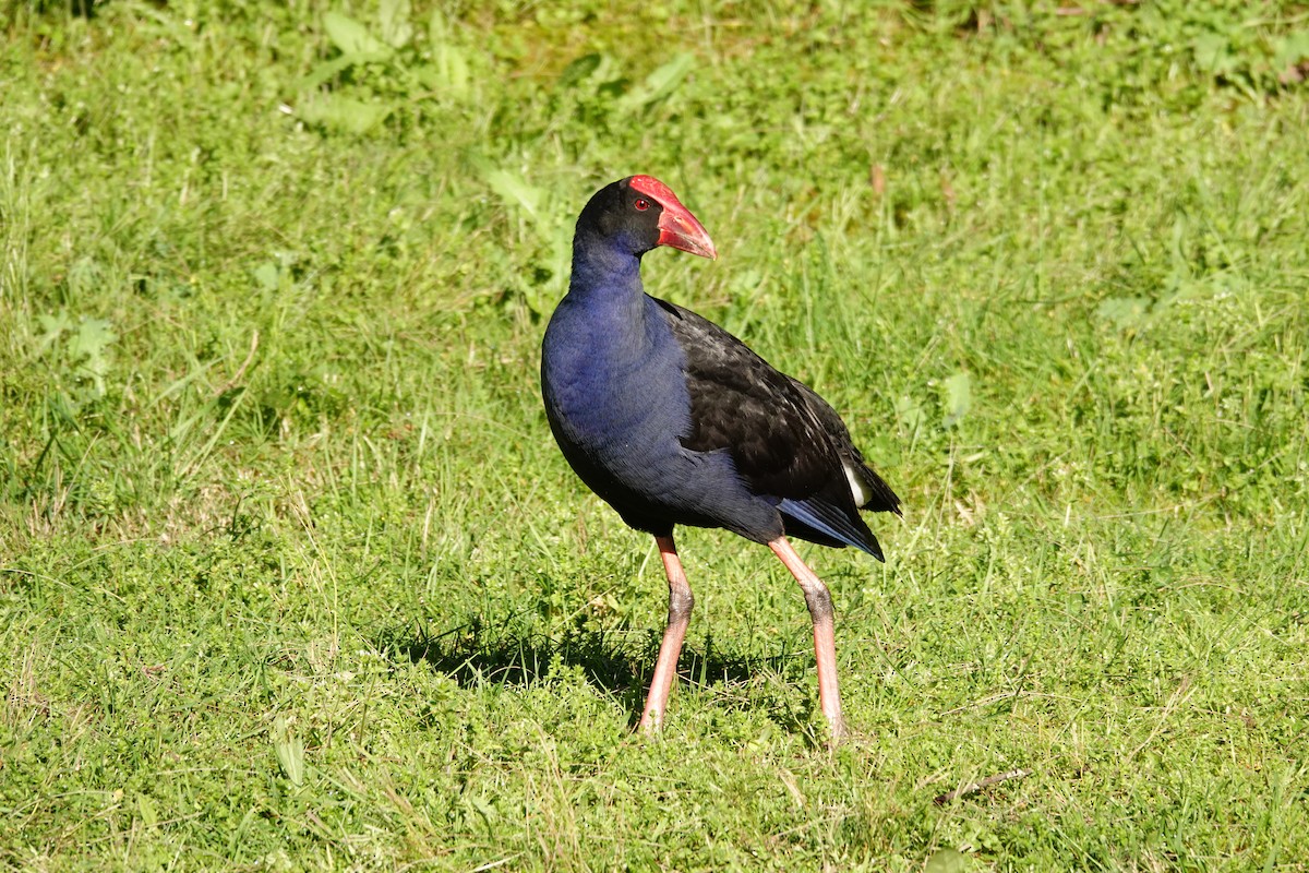 Australasian Swamphen - ML644451147
