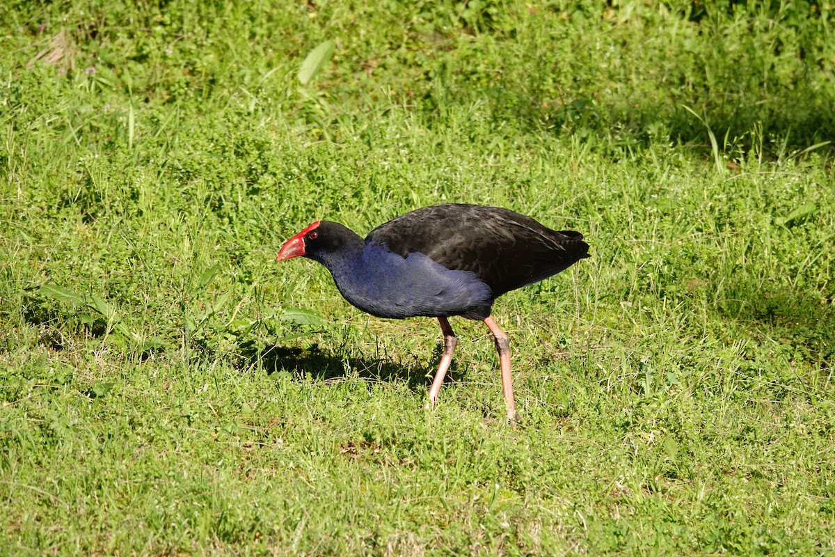 Australasian Swamphen - ML644451148