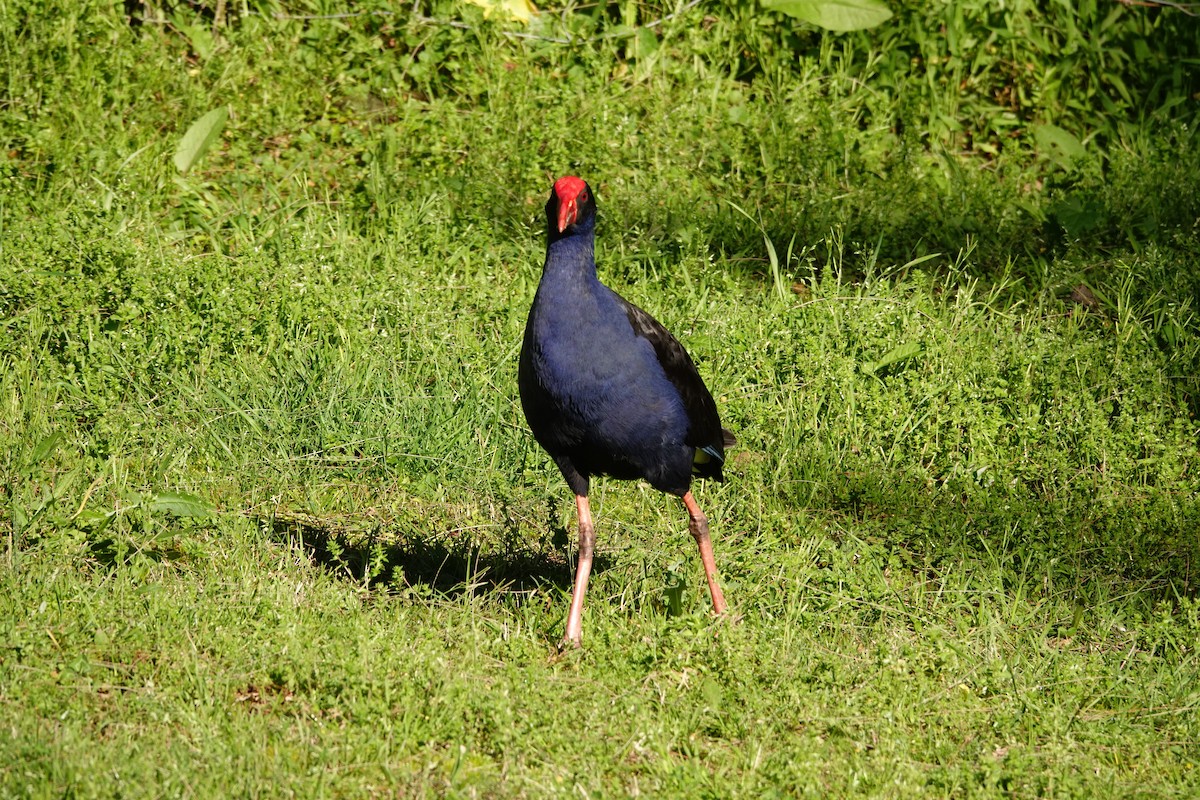Australasian Swamphen - ML644451149