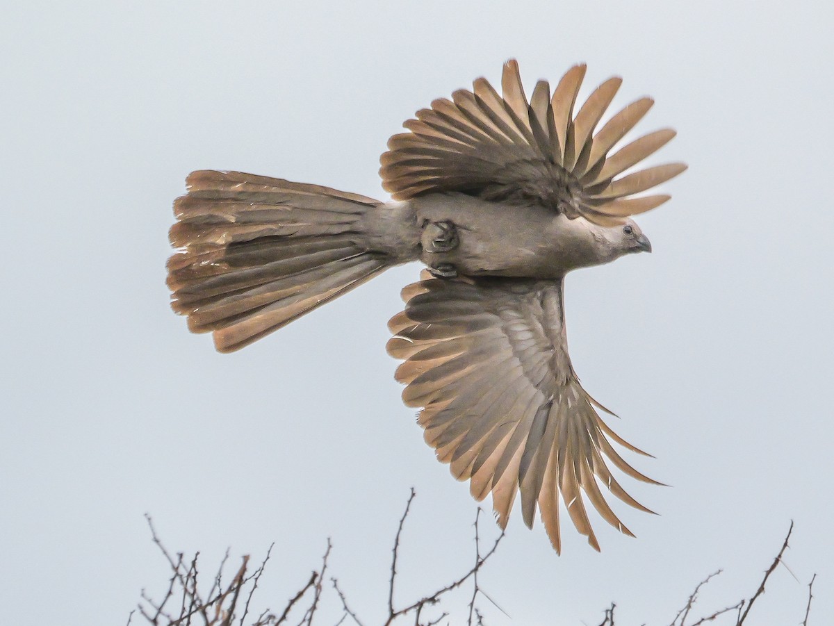 Gray Go-away-bird - ML644451161