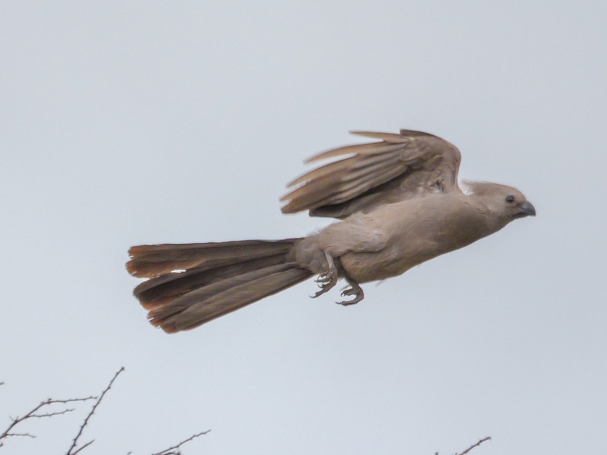 Gray Go-away-bird - ML644451162