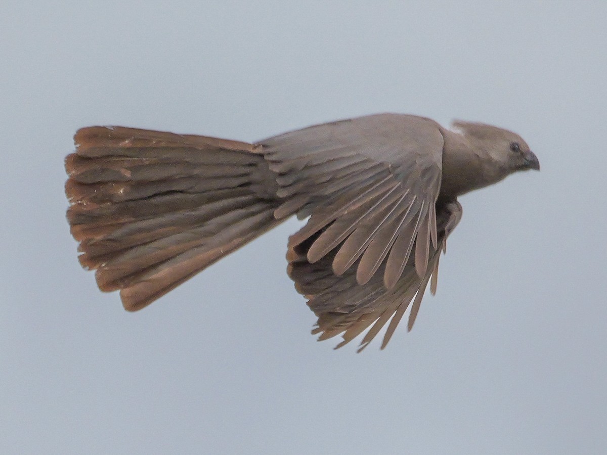 Gray Go-away-bird - ML644451163