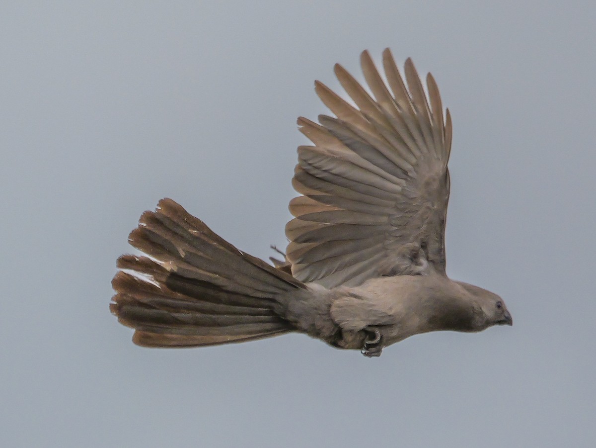 Gray Go-away-bird - ML644451164