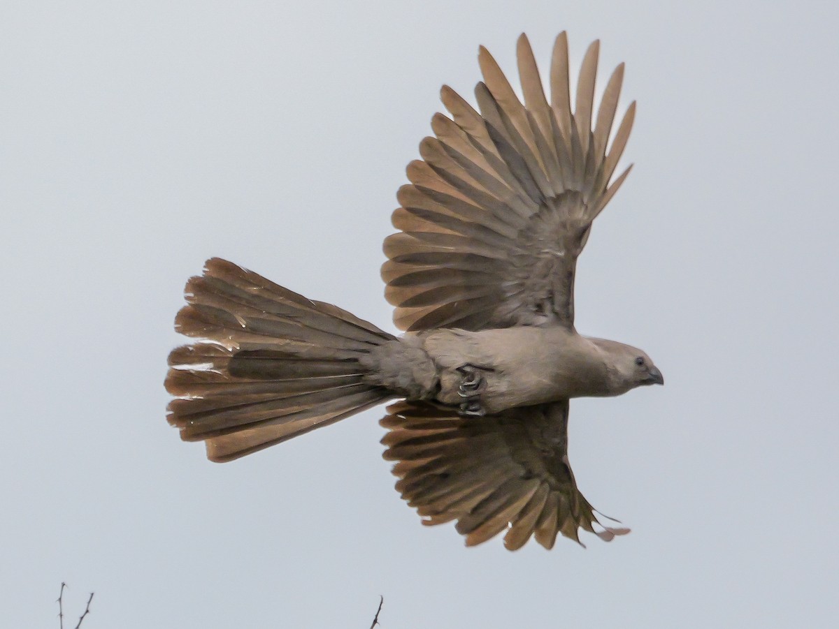 Gray Go-away-bird - ML644451165