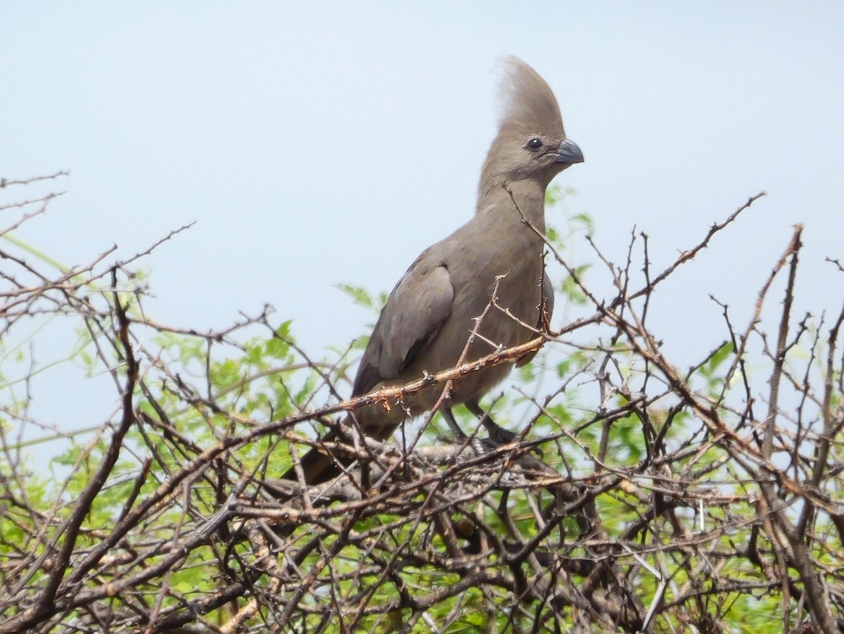 Gray Go-away-bird - ML644451166