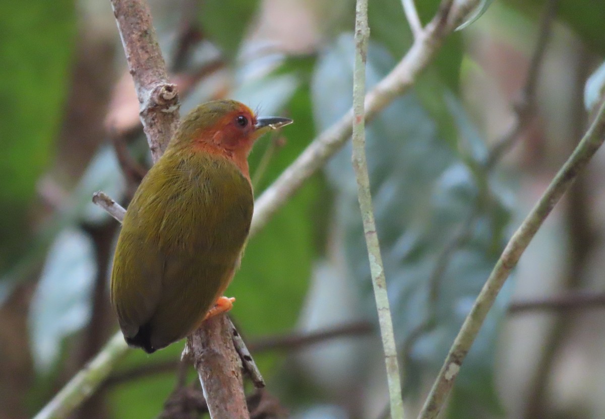 Rufous Piculet - ML644451175