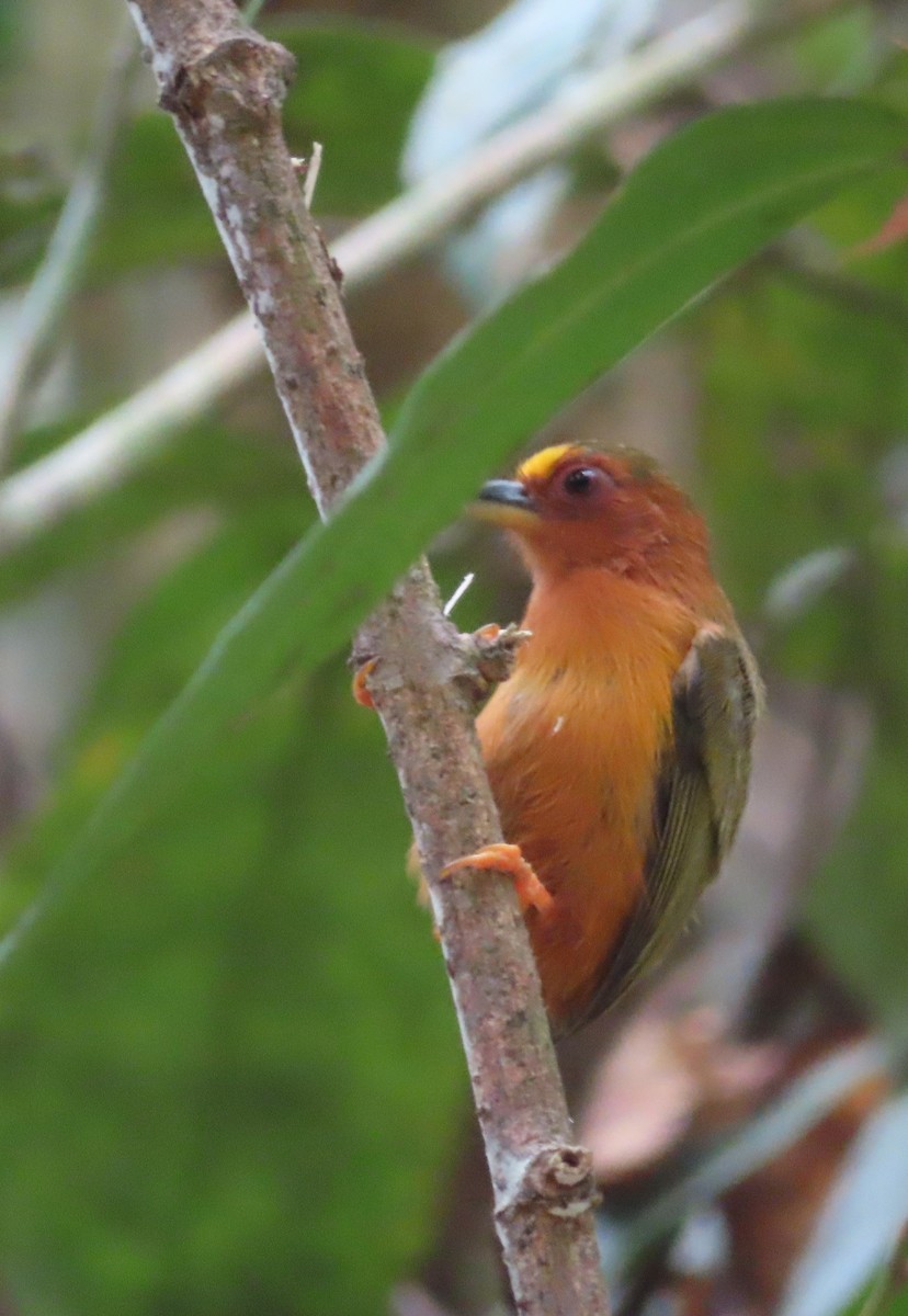Rufous Piculet - ML644451176