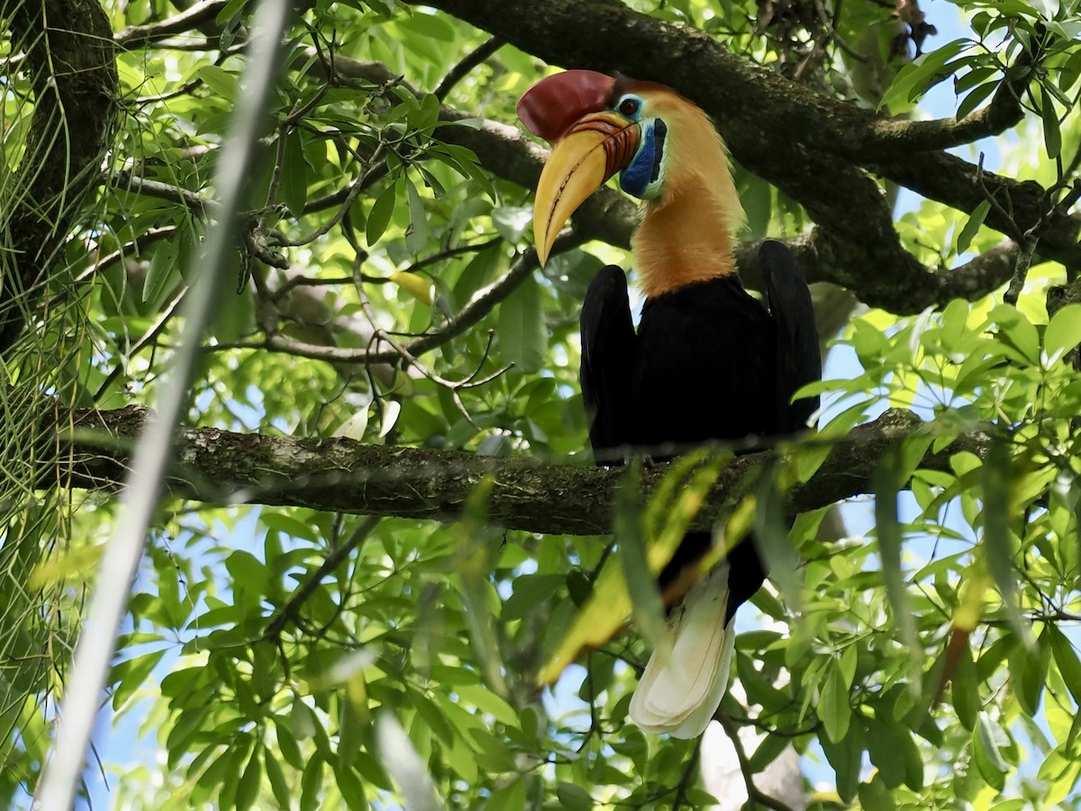 アカコブサイチョウ - ML644451177