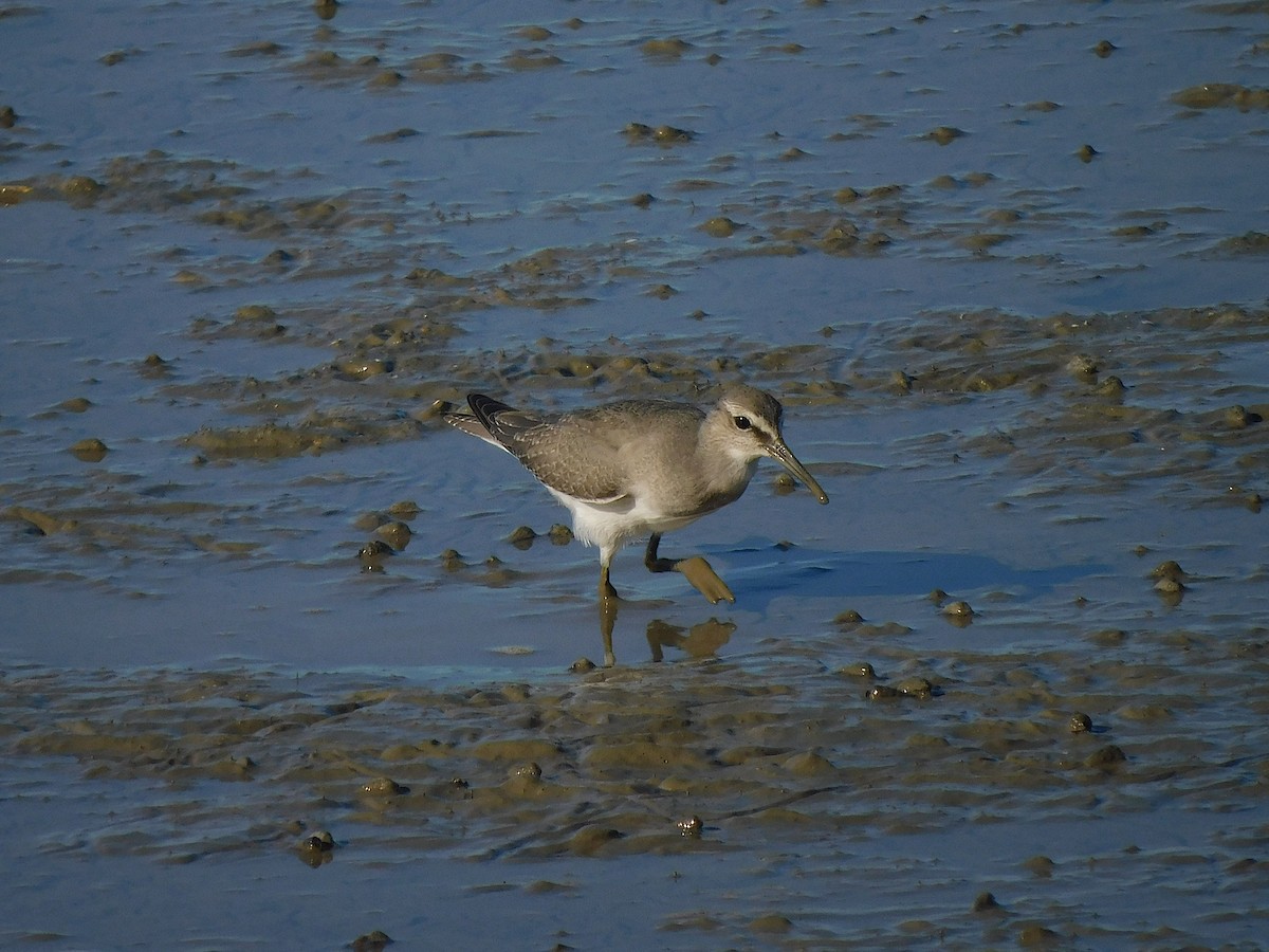 Gray-tailed Tattler - ML644451178