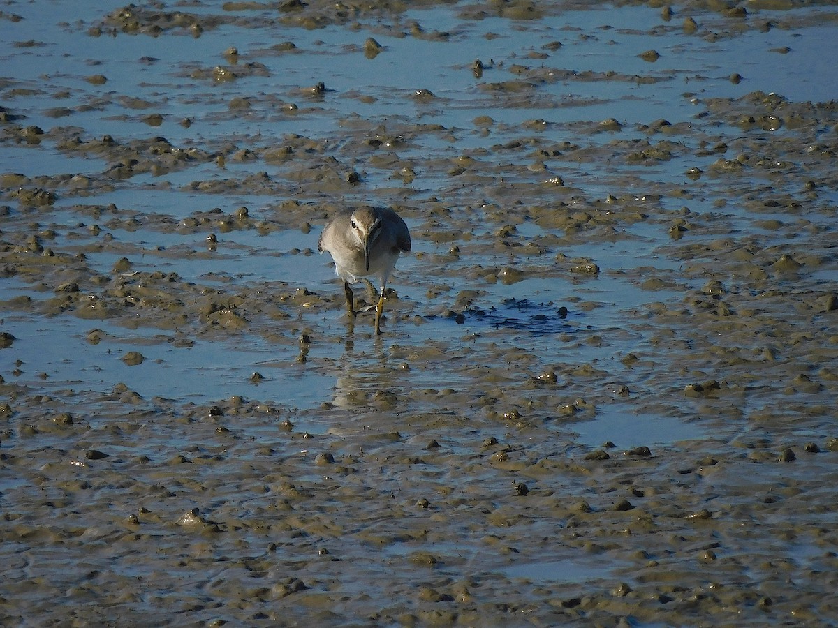 Gray-tailed Tattler - ML644451179