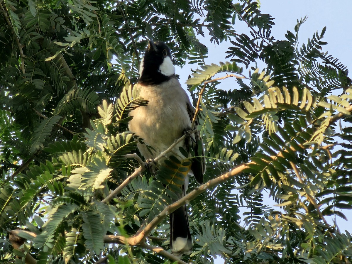 White-eared Bulbul - ML644451182