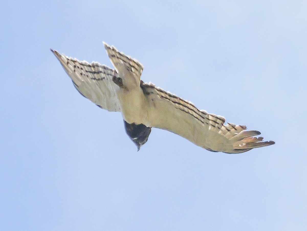 Black-chested Snake-Eagle - ML644451187