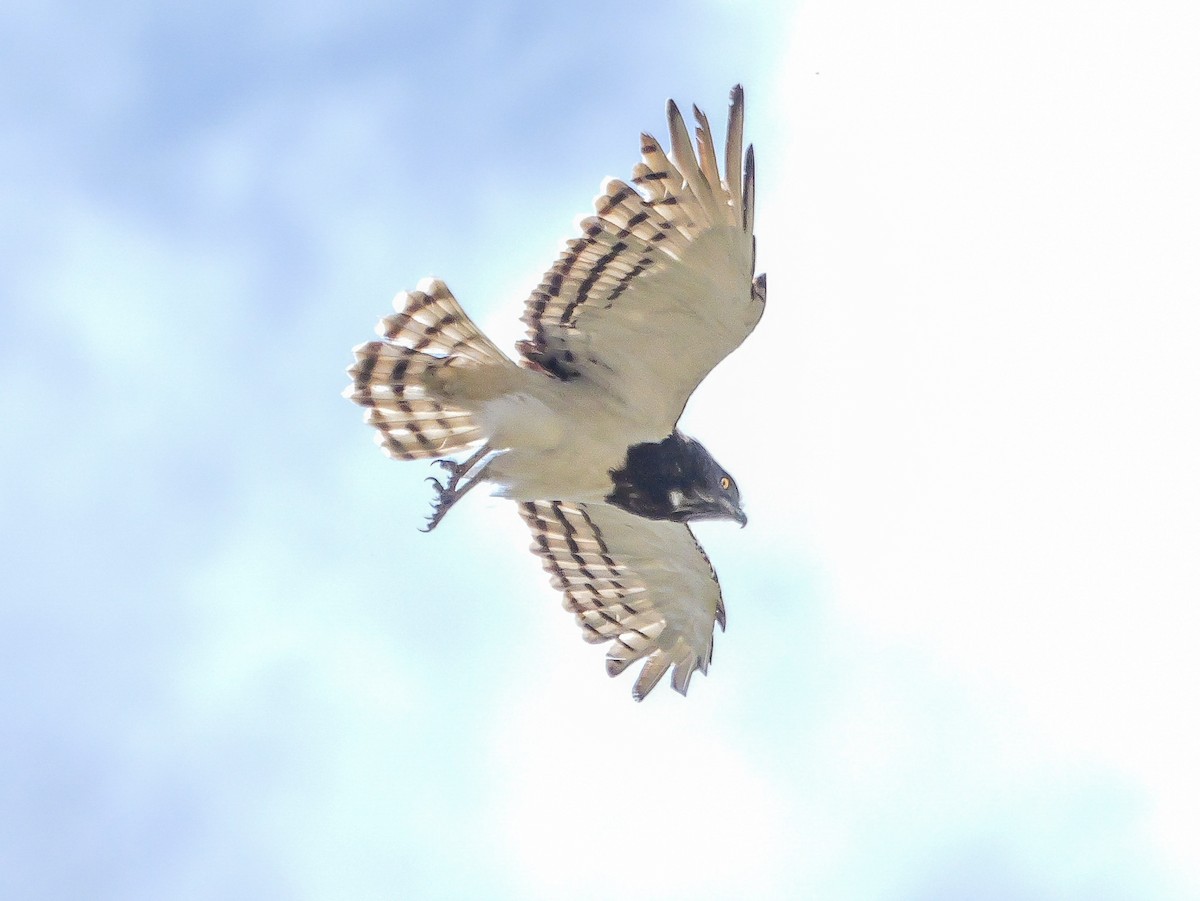 Black-chested Snake-Eagle - ML644451188