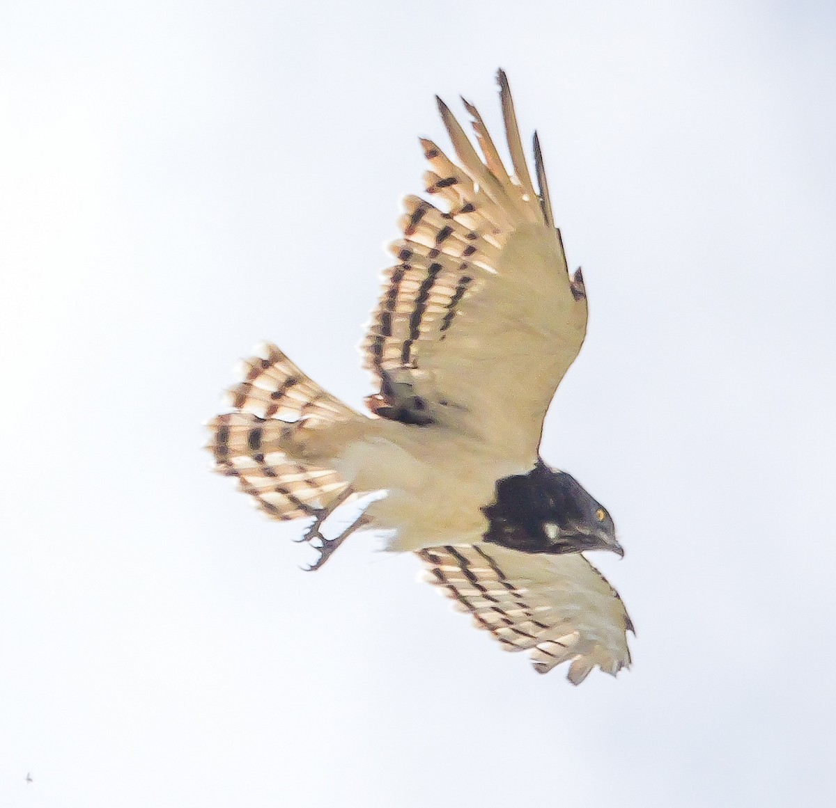 Black-chested Snake-Eagle - ML644451189