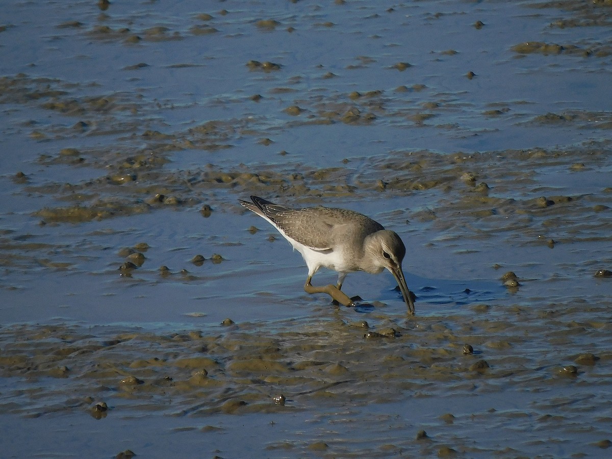 Gray-tailed Tattler - ML644451190