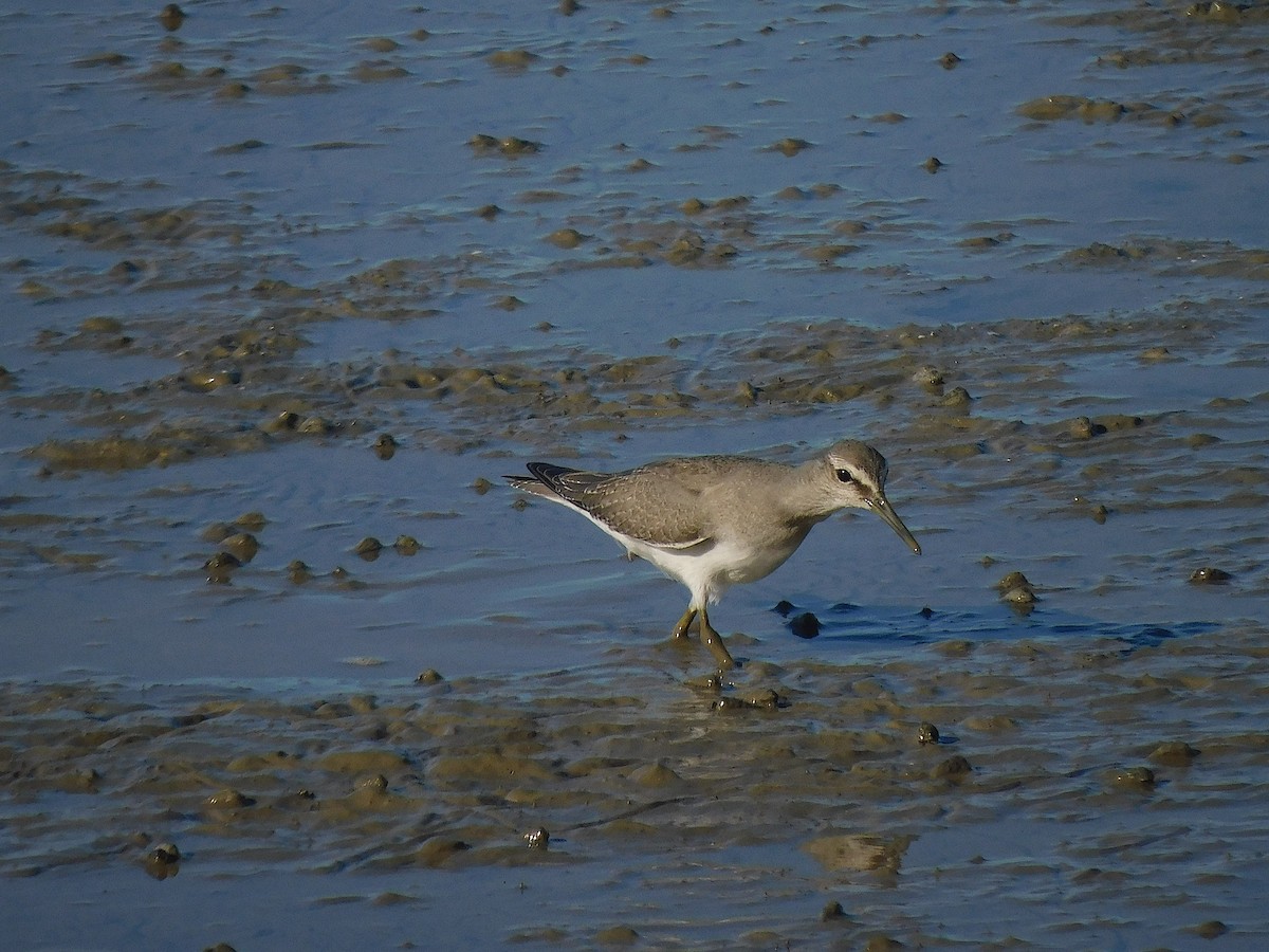 Gray-tailed Tattler - ML644451191