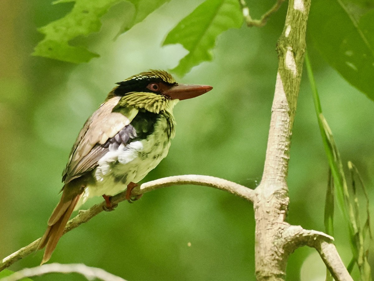 Sulawesi Lilac Kingfisher - ML644451192