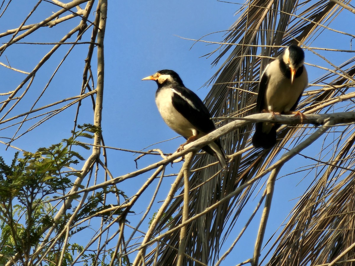 Indian Pied Starling - ML644451199