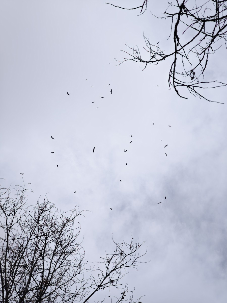 sup himálajský - ML644451202