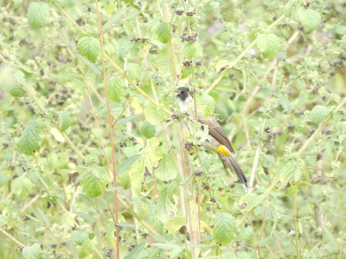 Bulbul Ventridorado - ML644451204