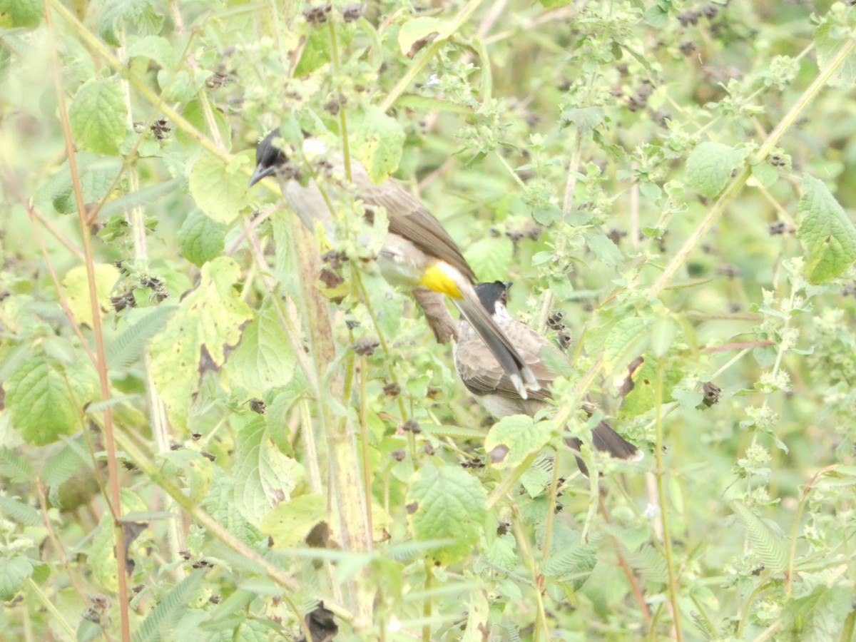 Bulbul Ventridorado - ML644451205