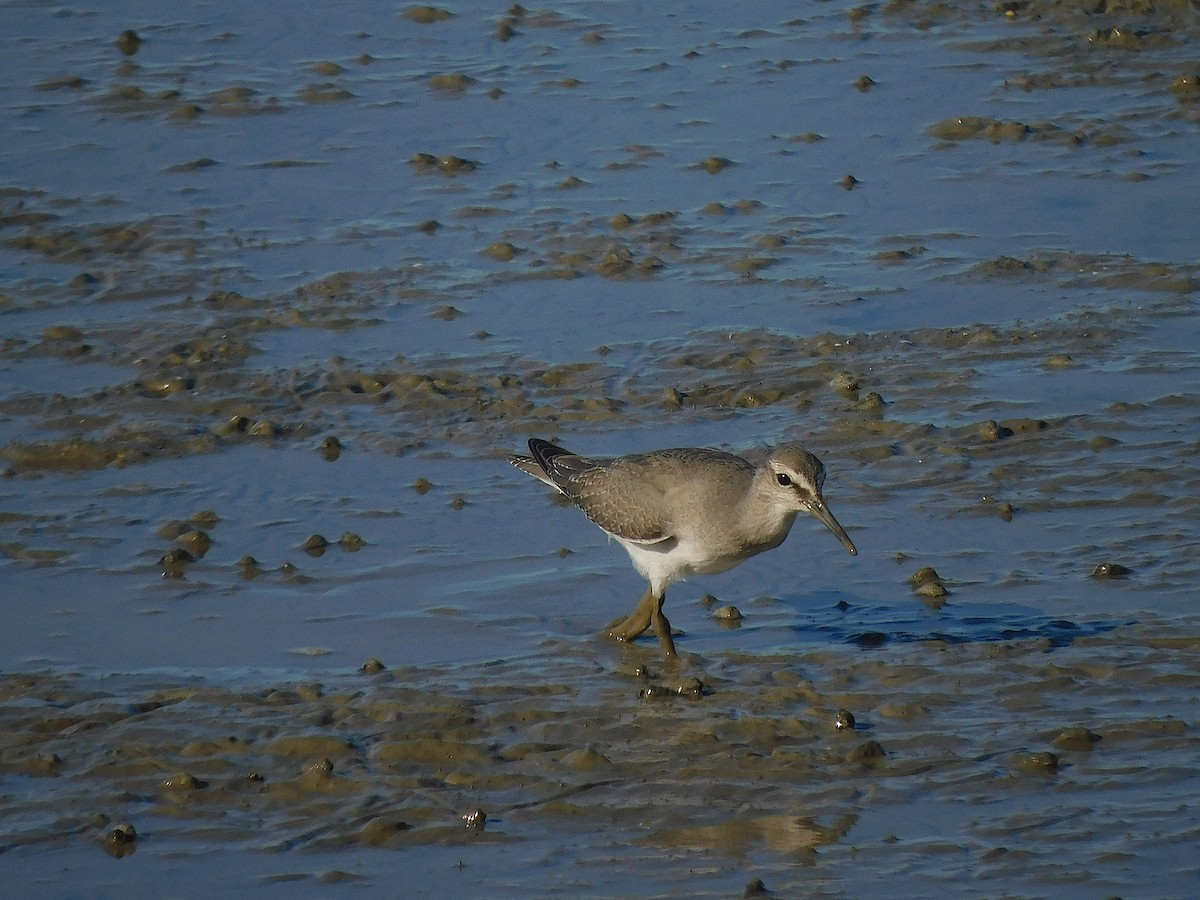 Gray-tailed Tattler - ML644451207