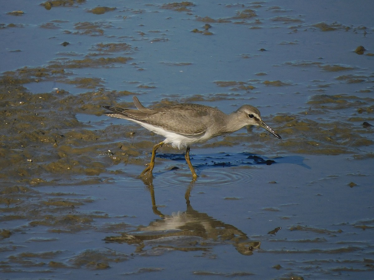 Gray-tailed Tattler - ML644451208
