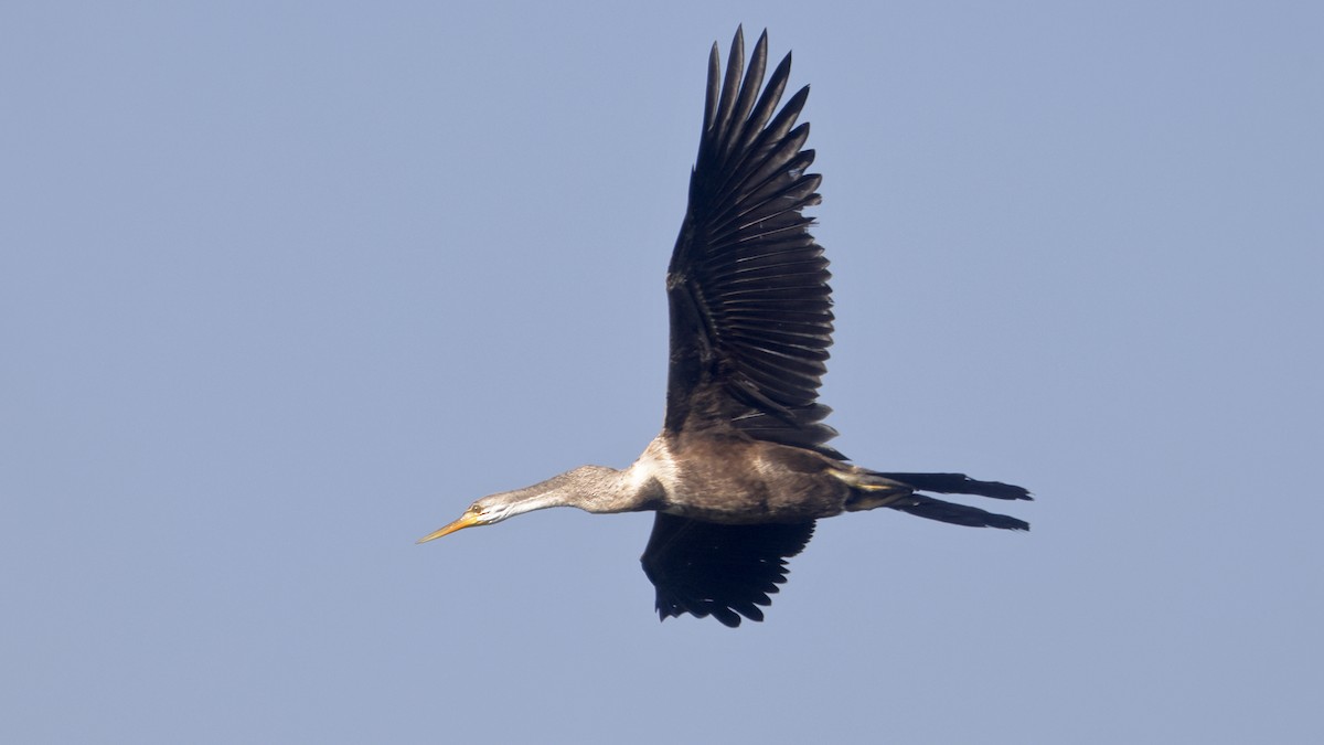Oriental Darter - ML644451209