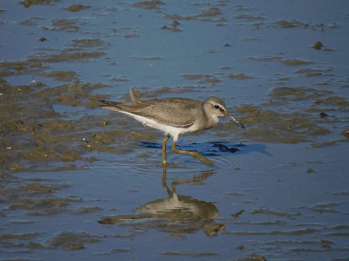 Gray-tailed Tattler - ML644451210