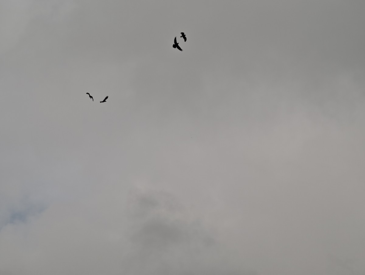 Booted Eagle - ML644451211