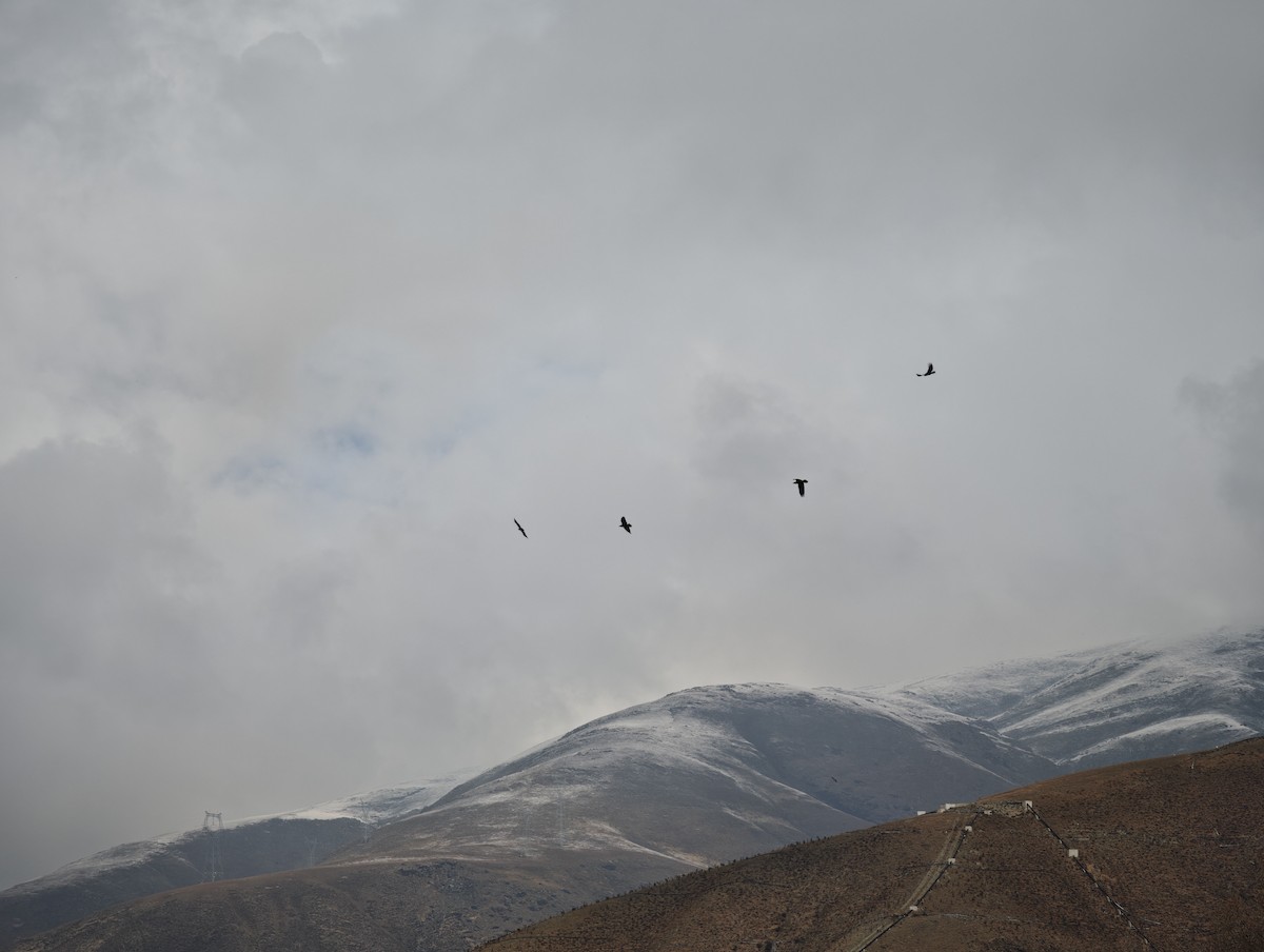 Booted Eagle - ML644451212