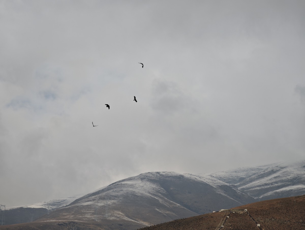 Booted Eagle - ML644451214