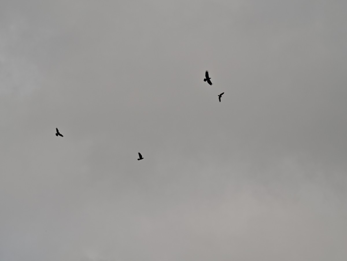 Booted Eagle - ML644451215