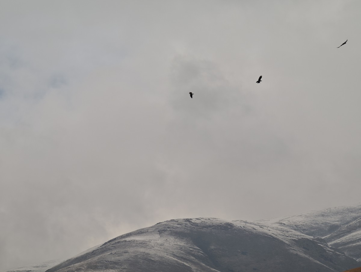 Booted Eagle - ML644451216