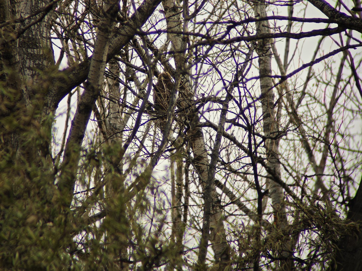 Booted Eagle - ML644451217