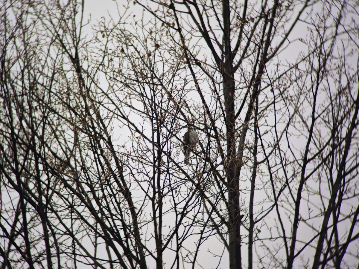 Eurasian Sparrowhawk - ML644451219